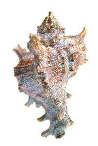Item 220014 Ramosa Murex Shell Ornament