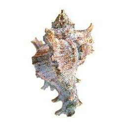 Item 220014 thumbnail Ramosa Murex Shell Ornament