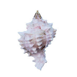 Item 220023 thumbnail Pink Murex Shell Ornament