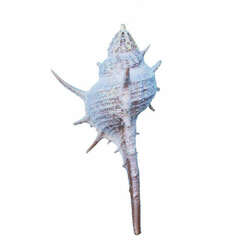 Item 220024 thumbnail Spiny Murex Shell Ornament