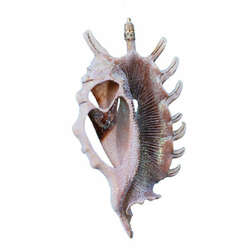 Item 220025 thumbnail Cut Millipede Conch Shell Ornament
