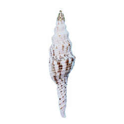 Item 220029 thumbnail Brown/White Spindal Shell Ornament