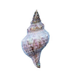 Item 220033 thumbnail Fox Shell Ornament