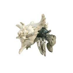 Item 516135 thumbnail Hermit Crab In Shell
